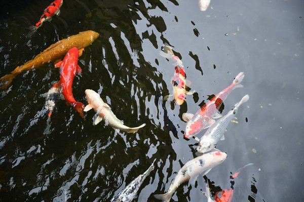 Quelles méthodes pour intégrer l'art du Feng Shui dans la décoration de votre bureau à domicile ?