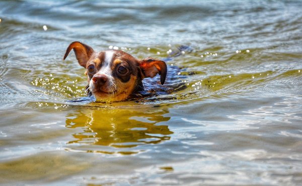 Quelles clés pour débuter en tant que professeur de langue en ligne ?